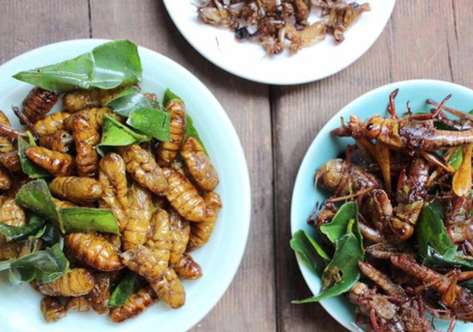 Mit Insekten kochen & backen