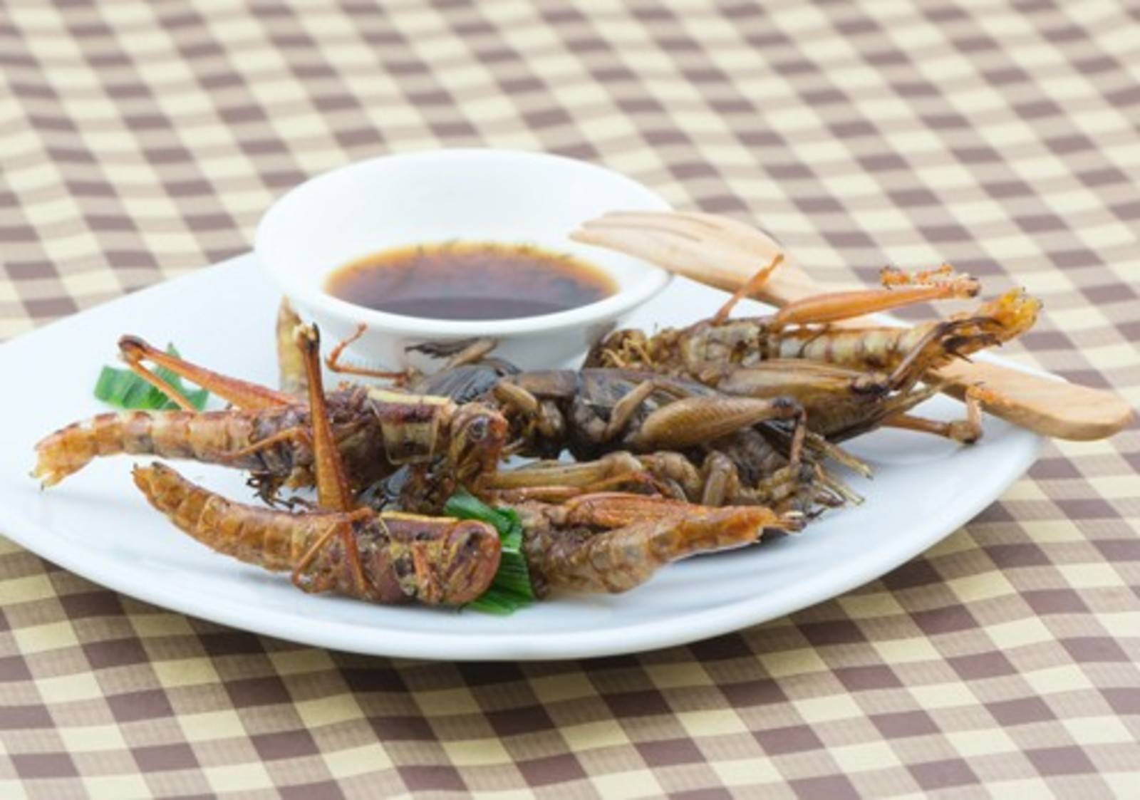 Insekten essen?