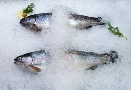 Frischen Fisch erkennen und einkaufen