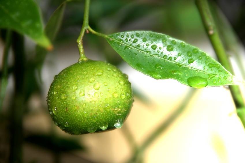 Limone