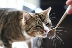Kochen und backen für Katzen