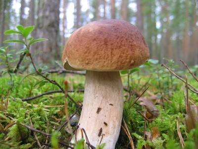 Pilze-Lexikon mit mehr als 100 Pilzen