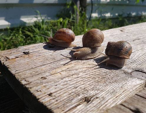 Hinter den Kulissen: Schnecken checken