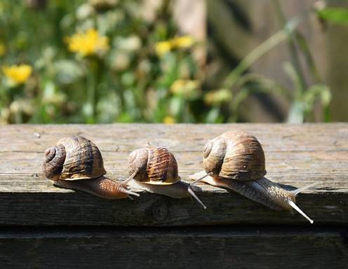 Schnecken checken