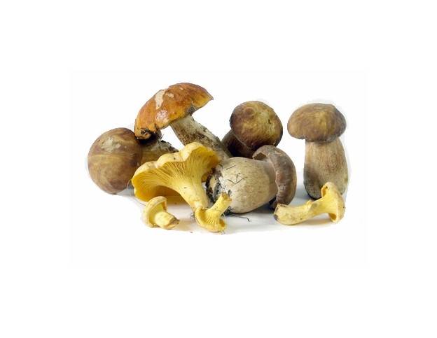 Umfangreichste Pilz-Lexikon Österreichs