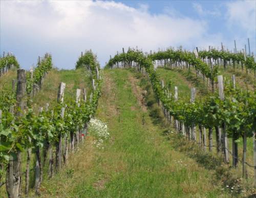 Die schönsten Bilder aus dem Mittelburgenland