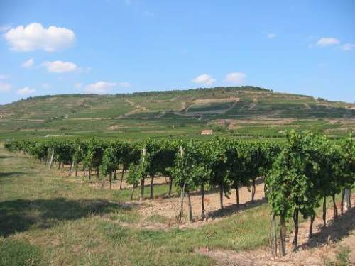 Terroir