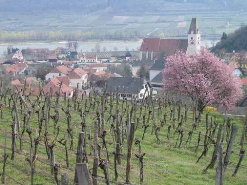 Wachau