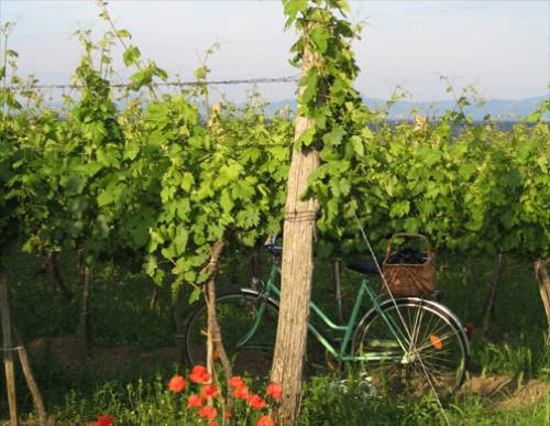 Die schönsten Bilder aus dem Weinviertel