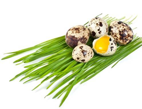 Wachteleier Rezepte