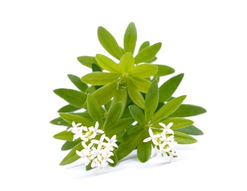 Waldmeister Rezepte