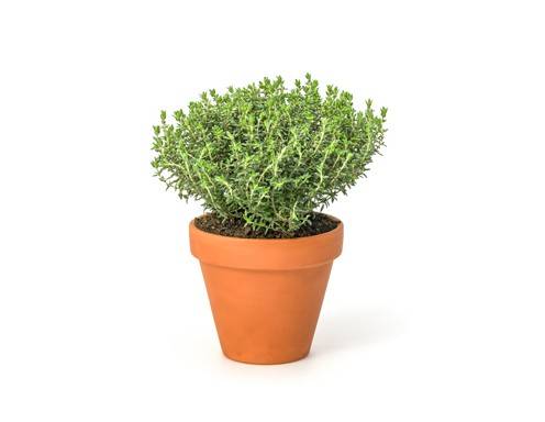 Thymian Rezepte