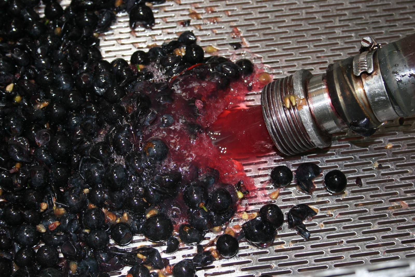 Wie Wein entsteht