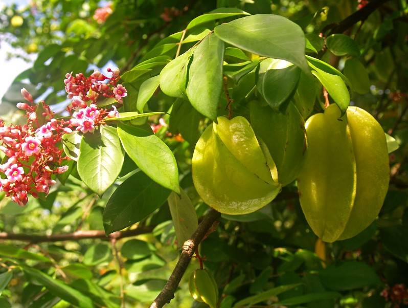 Karambole