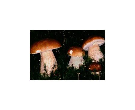 Echter Steinpilz (essbar)