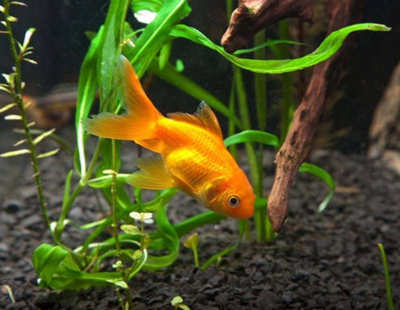 Leckerlis für Fische