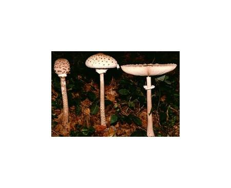 Parasol (essbar)