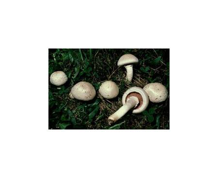 Wiesenchampignon (essbar)