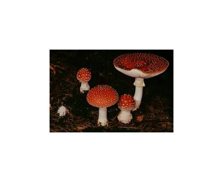 Fliegenpilz (tödlich giftig)