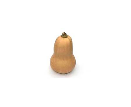 Butternuss/ -nut