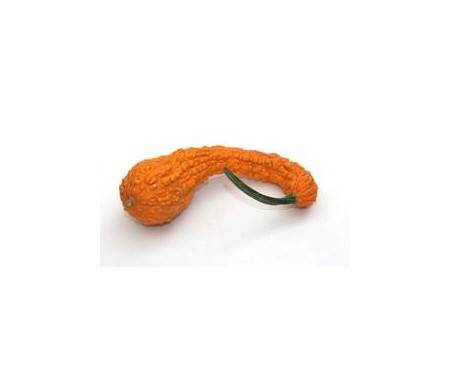 Gelber Krummhals