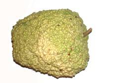 African Warty 