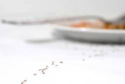 Gegen lästige Küchenbewohner