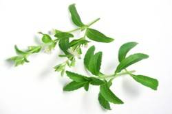 Herkunft & Inhalt von Stevia