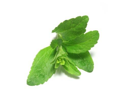 Stevia Rezepte